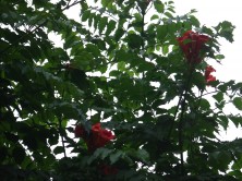 ノウゼンカズラ２