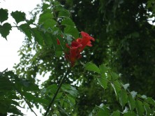 ７丁目ノウゼンカズラ