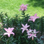 2丁目ボーダー花壇　ユリ