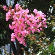 2015.8.8サルスベリ