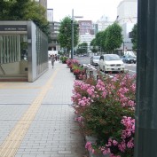 2015.8.22 2丁目サルスベリ