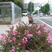 2015.8．22　2丁目サルスベリ