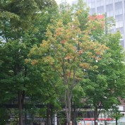 2015.8.22　サトウカエデ