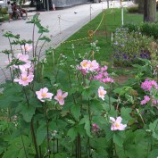 2015.8.22 しゅうめい菊