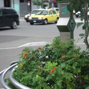 2015.8.22　ハマナス