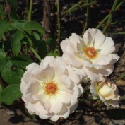 2015.8.30　１２丁目バラ