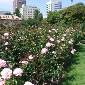 2015.8.30　１２丁目バラ