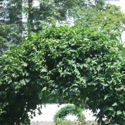 2015.8．３０~８丁目ホップの実