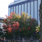 2015.10.3 ２丁目ナナカマド