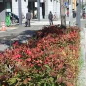 ４丁目ニシキギ2015.10.3