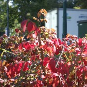 ４丁目ニシキギ