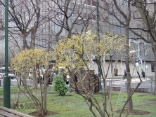 6丁目レンギョウ2016.4.19