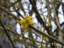 6丁目レンギョウ2016.4.19