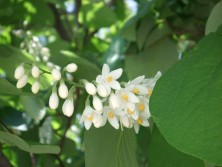 2016　5　２６　ハクウンボク