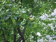 2016/06/10　ユリノキ２