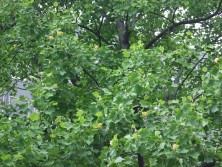 2016/06/10　ユリノキ