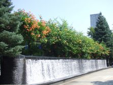 ２丁目アメリカノウゼンカズラ２丁目