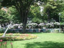 6丁目ムクゲ－２