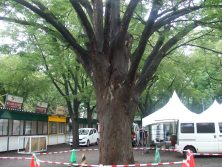 西6丁目ケヤキ2