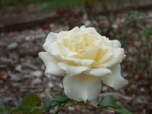 2016.9.18　ホワイトクリスマス