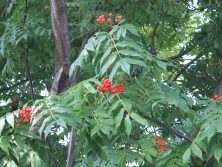 ナナカマドの実