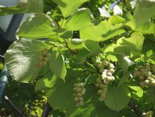 ハクウンボクの実