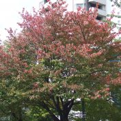 7丁目エゾヤマザクラ