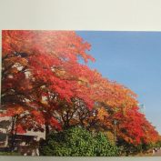 秋の西１１丁目