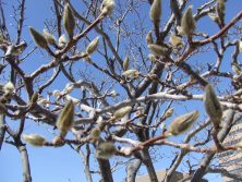 サラサモクレン３．１９