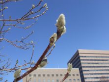 サラサモクレン2 3.19