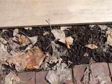 チューリップ2 3.19