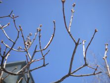 ライラックの芽2 3.19