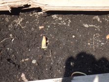 チューリップ　３．１９