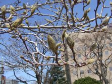 201749　西12　ｻﾗｻﾓｸﾚﾝ①