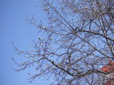 201749　西5　ｷﾀｺﾌﾞｼ①