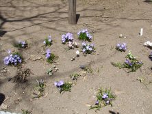 201749　西5　森の花壇①