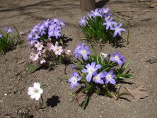 201749　西5　森の花壇②