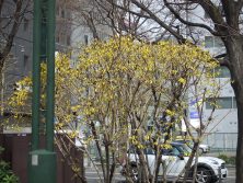 6丁目レンギョウ2017.4．25