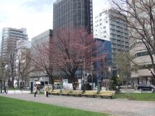 7丁目桜４．２６