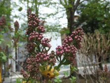 201756　西7　ライラッック3