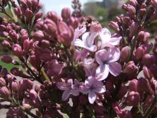 西115.7 ライラック