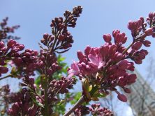 西8 5.7 ライラック