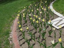 西６　５．７　チューリップ