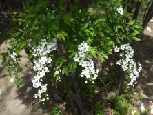 西6 5.7 ユキヤナギ