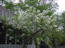 西11丁目白ライラック