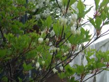 2017514 西7 ドウダンツツジ