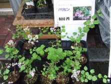 2017527　西7売店　ﾊﾟﾘﾋﾞﾝ　