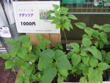 017527　西７売店　ﾅﾃﾞｯﾂｧ