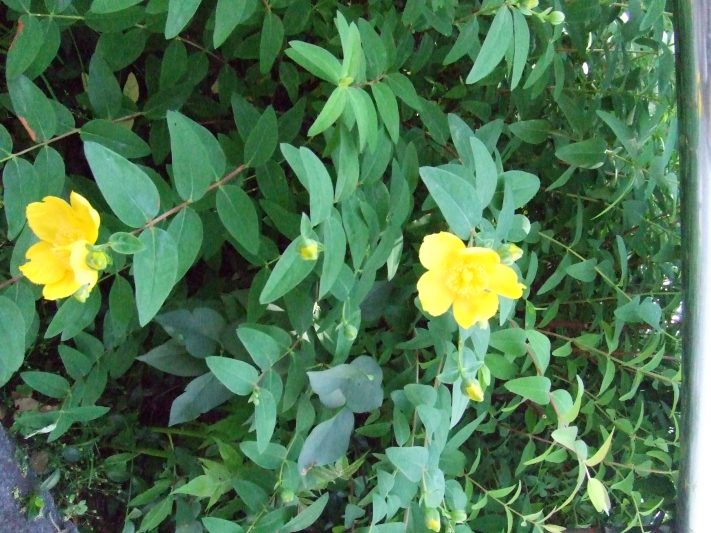 4丁目キンシバイ