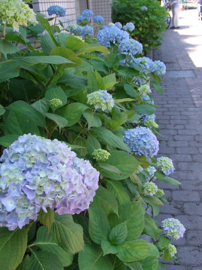 7丁目アジサイ